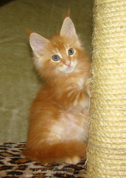     Catsvill County!   !    !       !!!    Catsvill County +7-926-544-74-09     .   ,   ,   ,    ,   ,  ,     ,   -,    ,   !
